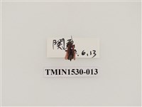 藏品(前角扣頭蟲科)的圖片